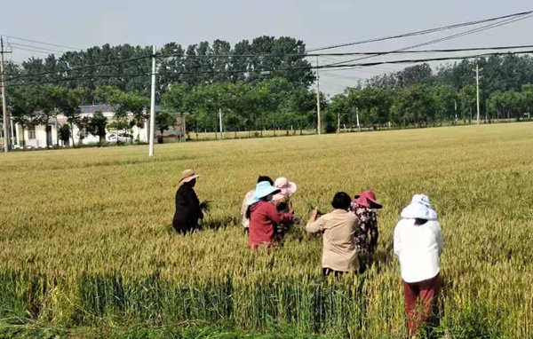 汝南县和孝镇积极开展人工拔除多花黑麦草工作