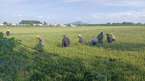 遂平县文城乡：加强麦田管理 提升粮食产量