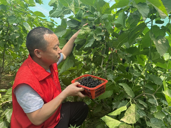 ​驻马店市驿城区朱古洞乡：“志愿红”闪耀在田间 助力乡村振兴