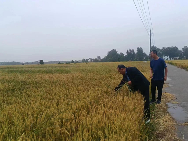 ​西平县盆尧镇：铲除多花黑麦草 保障夏粮稳增产