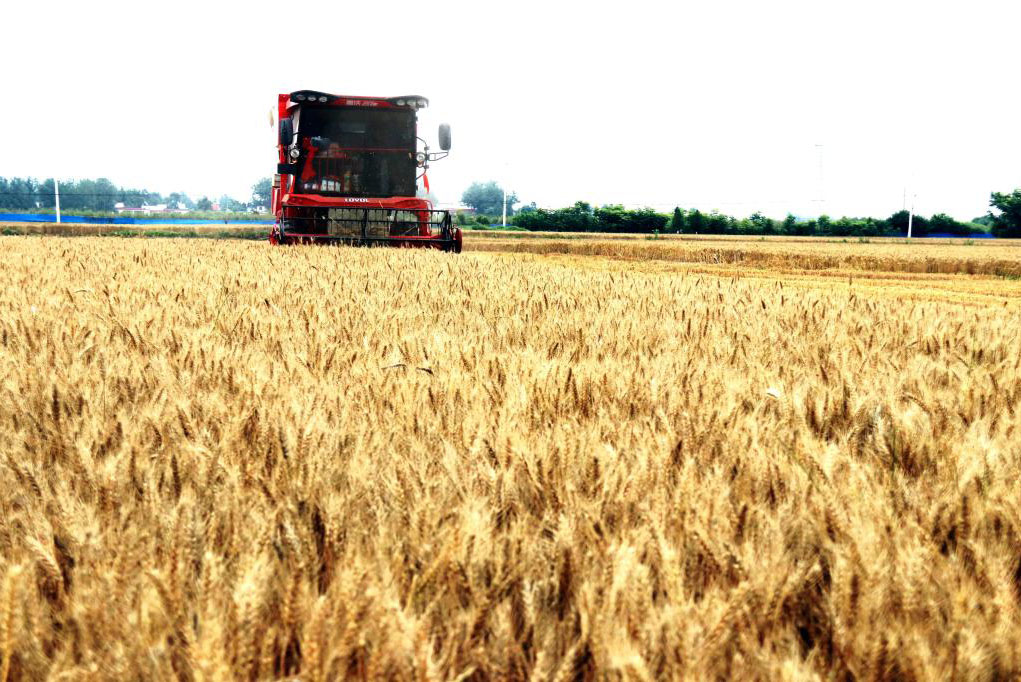 河南内乡：抢收小麦