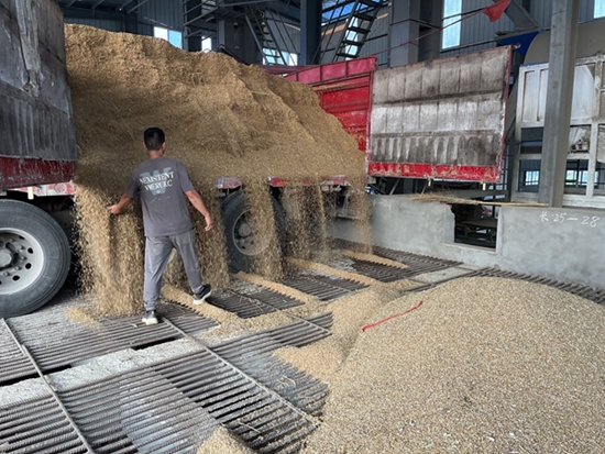 ​罗山：烘干作业加速度 确保小麦颗粒归仓