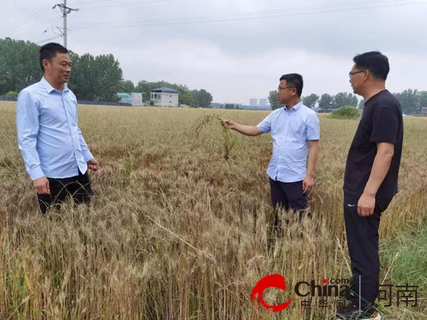 泌阳县花园街道：三夏抢收小麦忙