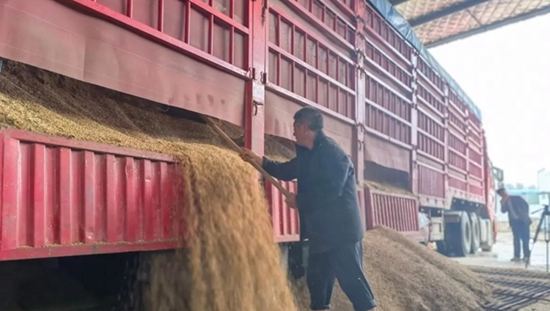 罗山县：42.69万亩小麦收割完毕 机收率达99%