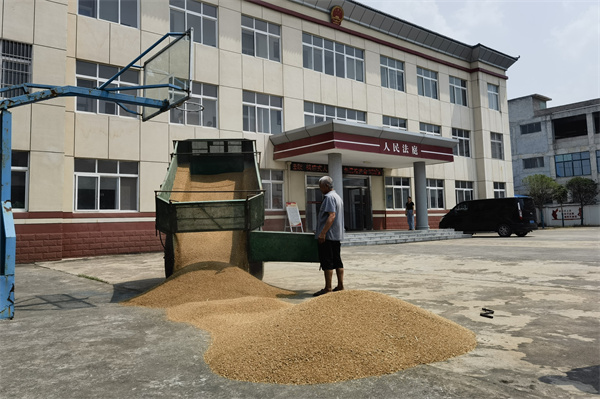 邓州：麦收遭遇“烂场雨” 法庭变身晒粮场