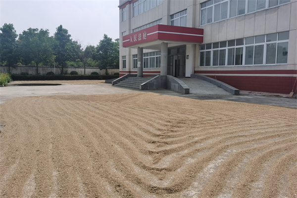 邓州：麦收遭遇“烂场雨” 法庭变身晒粮场