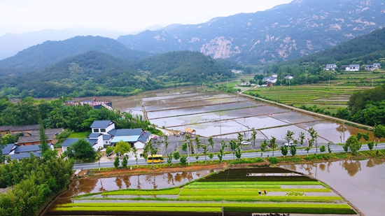 罗山：美丽“稻田画”打造乡村旅游新景观