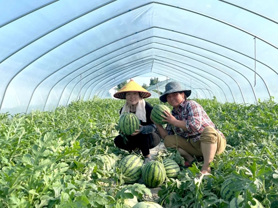 ​光山县：“订单式种植”带大麒麟瓜产业