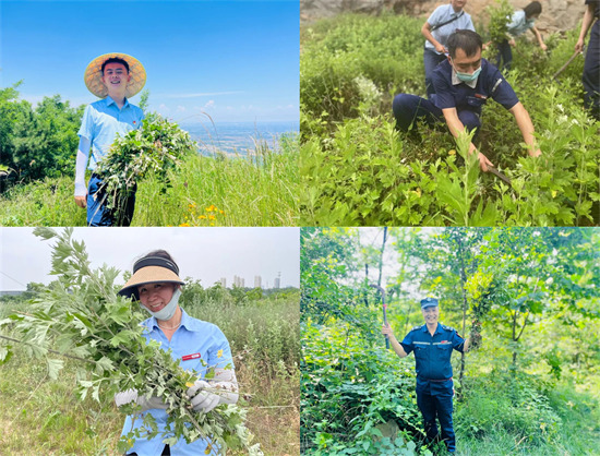 端午送“艾” 绿都物业人登山采艾叶