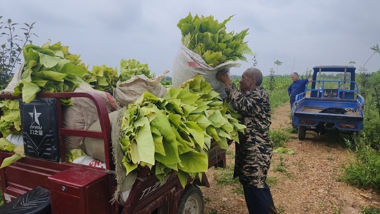 ​罗山县：烟叶产业助力村集体经济发展