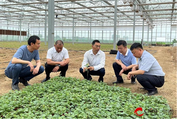 ​河南省农业农村厅领导到西平县开展2022年河南省现代设施蔬菜生产示范园项目指导评价