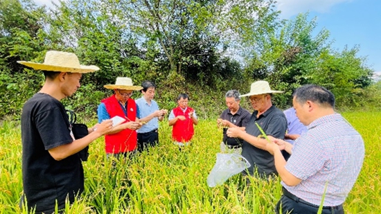 ​罗山：科技支撑优质稻生产 助力粮食产能提升_天天热闻