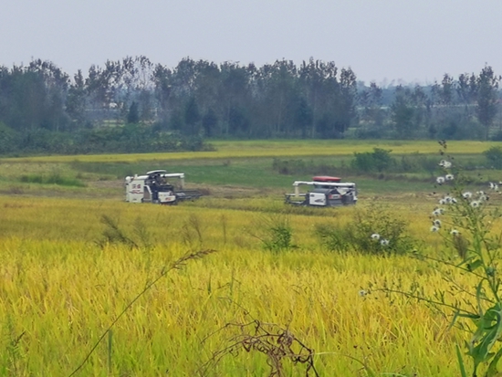 ​罗山县庙仙乡：加快秋粮抢收保障粮食安全