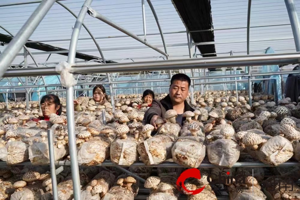 全球百事通！泌阳县泰山庙镇乔庄村：庭院种香菇 致富促增收