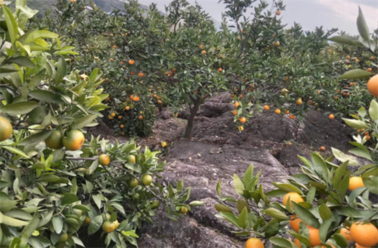 河南内乡：正逢柑橘采摘季 产业兴旺增收忙