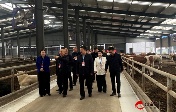 ​西平县人大组织开展畜牧业高质量发展调研活动
