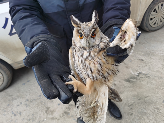 要闻速递：淮滨县林业局成功救助一只长耳鸮并放生