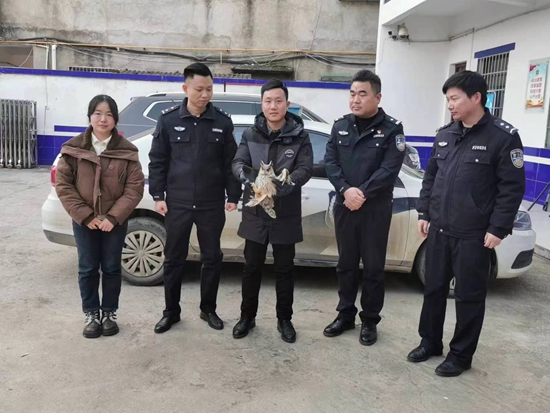 淮滨县林业局成功救助一只长耳鸮并放生