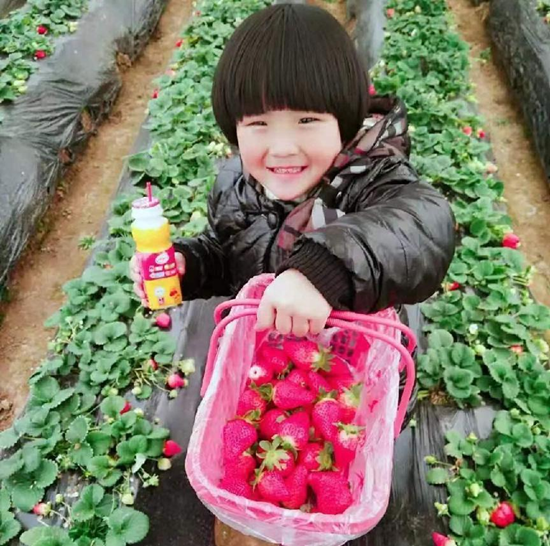 內鄉縣大橋鄉：小草莓成就“莓”好生活