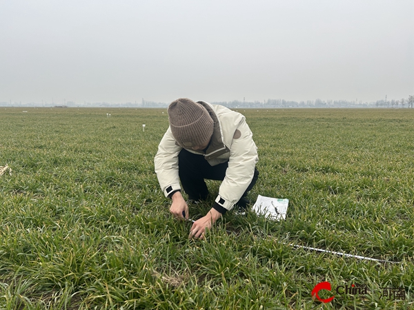 ​西平县气象局：开展冬小麦返青期田间调查