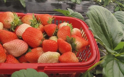 信阳市平桥区：草莓大棚里唱响“致富歌”