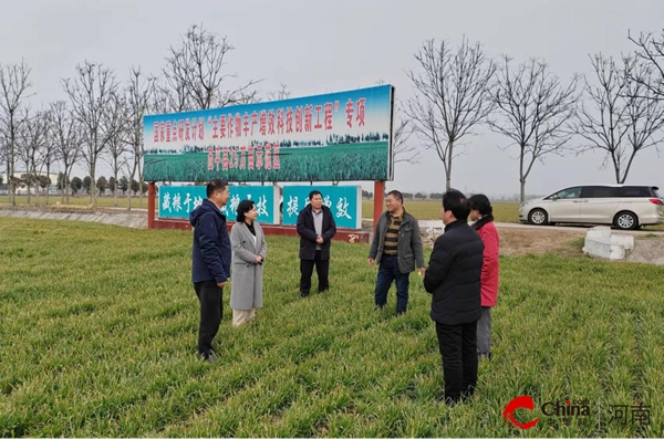 ​河南省农科院小麦专家组到西平县调研指导春季麦田管理