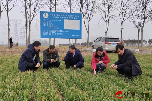 ​河南省农科院小麦专家组到西平县调研指导春季麦田管理