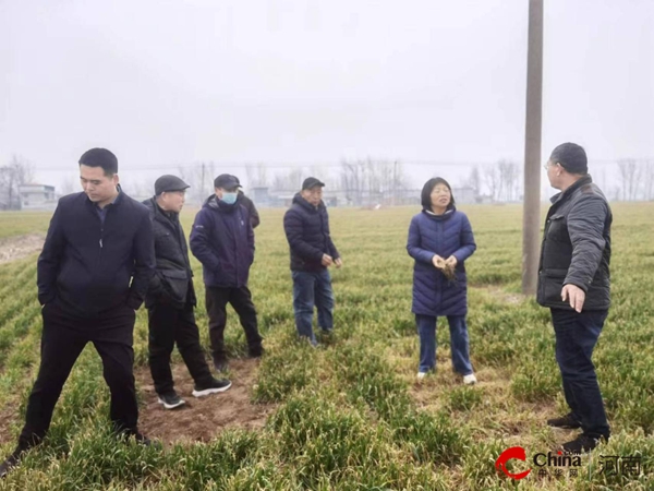 河南省植保植检站第三专家指导组到西平县指导小麦病虫草害防控工作