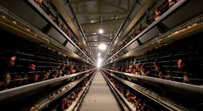 ​息县：以绿色生态引领蛋鸡产业 为乡村振兴注入新活力