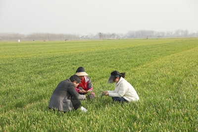 世界观天下！​息州人勤春早  小麦向“新”发力
