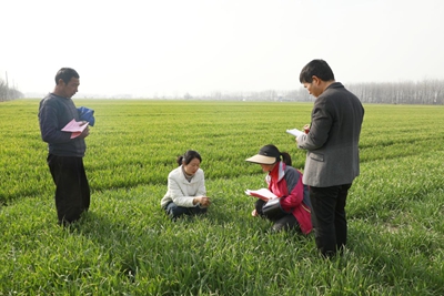 ​息州人勤春早  小麦向“新”发力