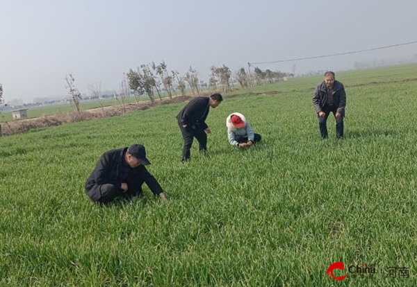​西平县农业农村局扎实开展小麦种子产地检疫工作