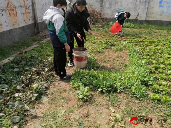​西平县专探军王小学开展“蔬香为伴 绿色成长”主题活动