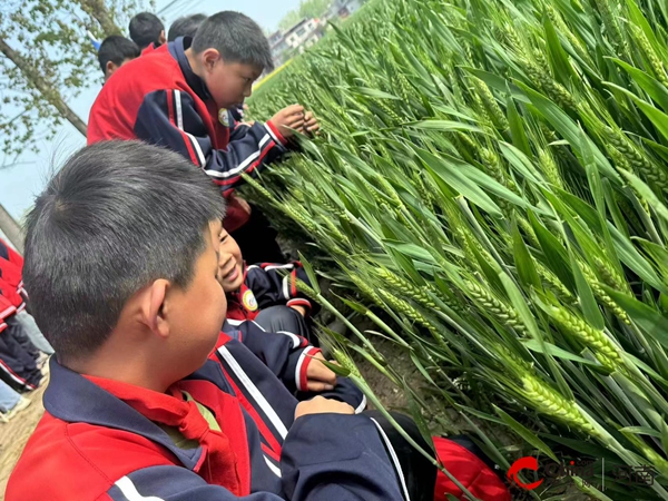 ​西平县盆尧洪港小学开展“‘麦’向未来 亲近自然”主题活动