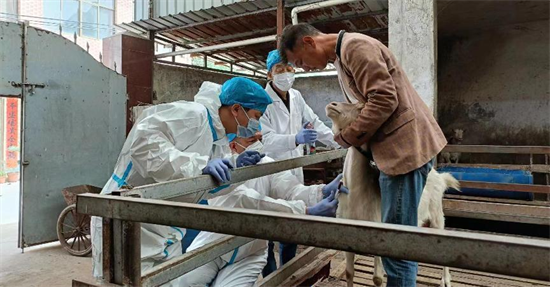 河南内乡：开展牛羊疫病流调检测 防范人畜共患病发生
