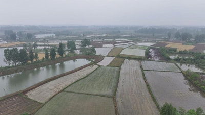 ​息县：机械化插秧 稻田里的绿色革命