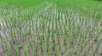 ​息县：机械化插秧 稻田里的绿色革命