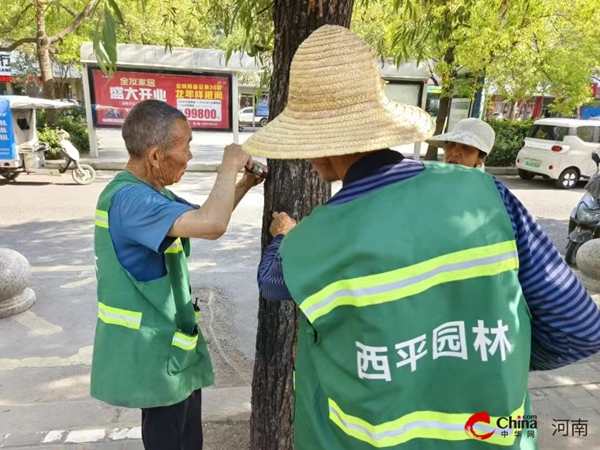 ​西平县园林绿化中心积极开展杨柳树飞絮治理工作
