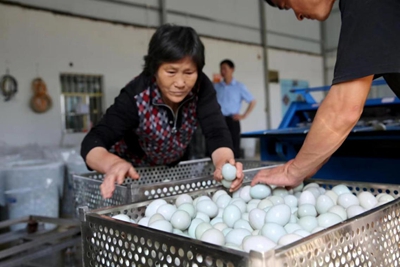 ​潢川：“蛋中甲”咸鸭蛋  群众增收致富的“金蛋蛋”