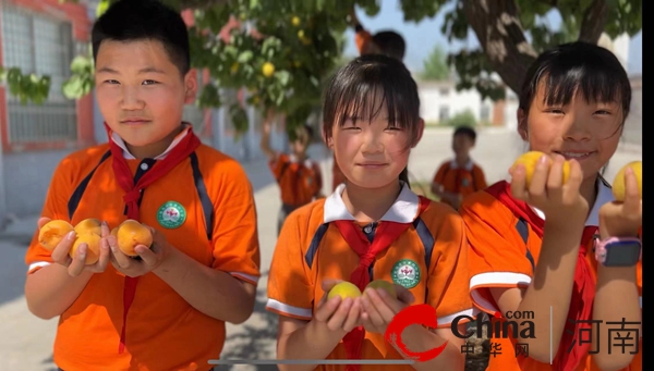 驻马店市第四小学开展采摘杏子劳动实践活动