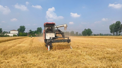 平桥区明港镇：又到一年夏收时