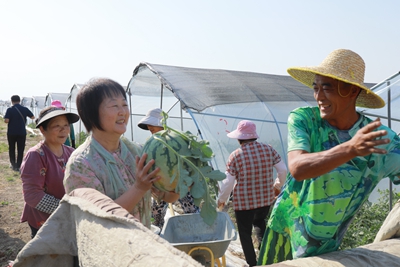 息县：西瓜喜丰收 甜蜜致富路