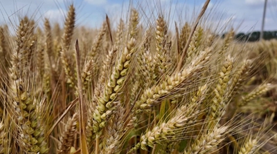 ​息县：小麦测产迎丰收
