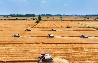 ​息县：弱筋小麦产业蓬勃发展 产业链完善助力丰收季
