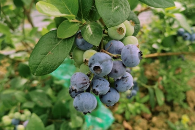 ​遇“莓”好时节 享“蓝”果飘香——潢川县来龙乡举办第二届蓝莓采摘音乐节