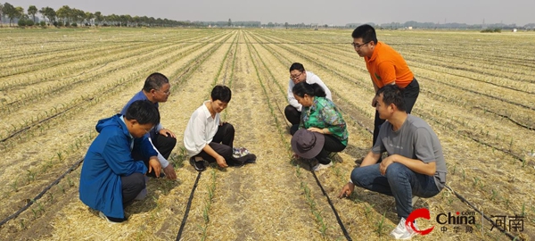 ​国家玉米单产提升工程专家指导组成员谢瑞芝一行莅临西平县指导玉米单产提升工作