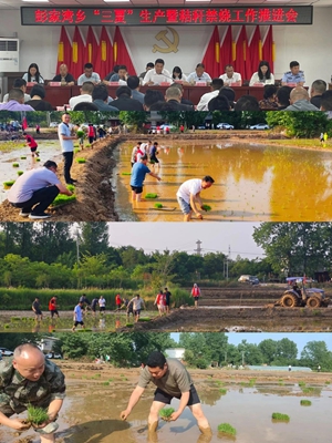 羊山新区彭家湾乡：风吹麦田千重浪，麦粒渐满穗金黄