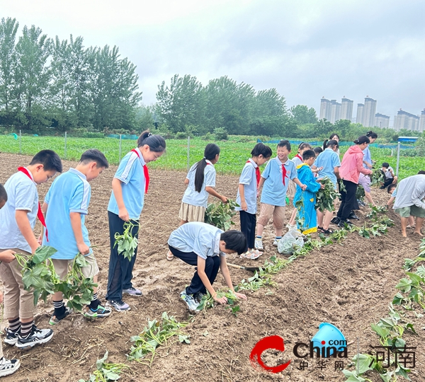 以劳育人“薯”与“泥”的快乐—驻马店实验小学开展劳动教育实践活动