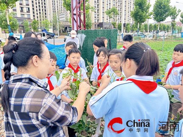 以劳育人“薯”与“泥”的快乐—驻马店实验小学开展劳动教育实践活动