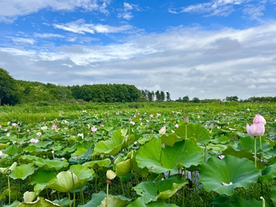 ​信阳潢川：“荷”你相约，美在当“夏”！